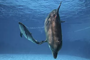 Images Dated 9th June 2007: Bottlenose Dolphin - Newborn Bab y Calf whistling