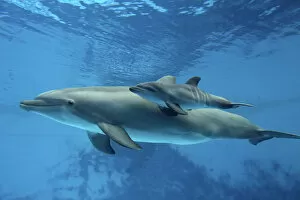 Images Dated 24th August 2007: Bottlenose Dolphin - Newborn Baby / Calf dolphin