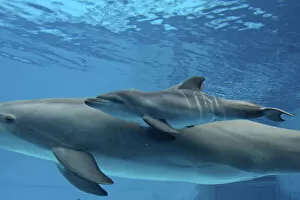 Images Dated 24th August 2007: Bottlenose Dolphin - Newborn Baby / Calf dolphin