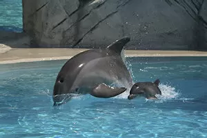 Images Dated 12th June 2007: Bottlenose Dolphin - Newborn Baby / Calf first