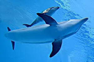 Images Dated 12th June 2007: Bottlenose Dolphin - Newborn Baby / Calf with Mother
