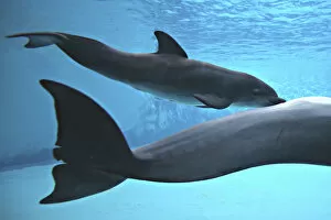 Images Dated 12th June 2007: Bottlenose Dolphin - Newborn Baby / Calf nursing