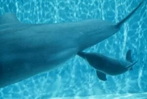 Aquariums Collection: Bottlenose Dolphin - Nursing