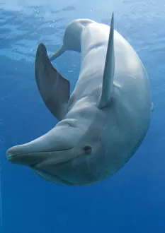 Agility Gallery: Bottlenose dolphin - playing underwater