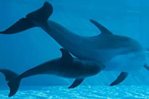 Bottlenose Dolphin - recently born calf and mother
