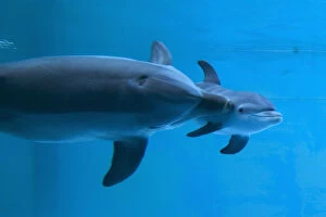 Affection Collection: Bottlenose Dolphin - recently born calf swims with mother