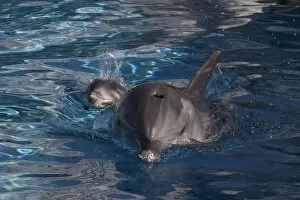 Images Dated 17th July 2010: Bottlenose Dolphin - recently born calf swims with