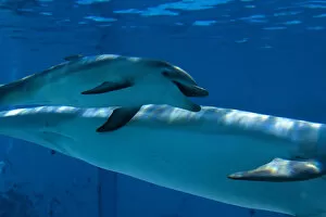 Images Dated 17th July 2010: Bottlenose Dolphin - recently born calf swims with mother