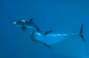 Affection Collection: Bottlenose Dolphin - recently born calf swims with mother (Tursiops truncatus)