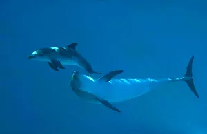 Affection Collection: Bottlenose Dolphin - recently born calf swims with mother (Tursiops truncatus)