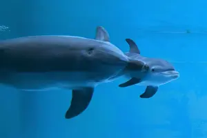 Swims Prints: Bottlenose Dolphin - recently born calf swims with mother