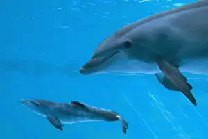 Bottlenose Dolphin - recently born calf swims with mother