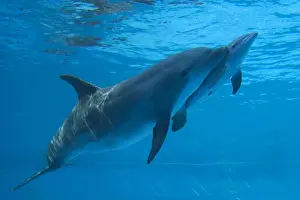 Bottlenose Dolphin - recently born calf swims with mother