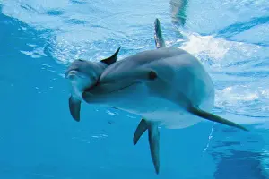 Bottlenose Dolphin - recently born calf swims with mother