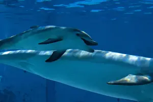 Bottlenose Dolphin - recently born calf swims with mother