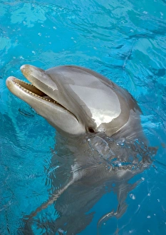 Bottlenose Dolphin - at surface