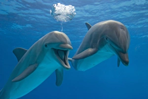 Images Dated 13th October 2005: Bottlenose Dolphin - two swimming underwater