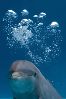 Bottlenose Prints: Bottlenose Dolphin - swimming underwater - with water bubble