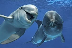 Affection Collection: Bottlenose Dolphin (Tursiops truncatus) and Risso s