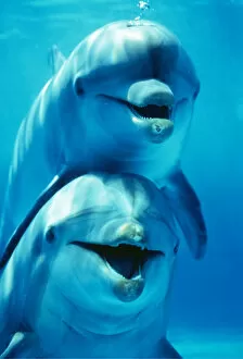 Blowing Gallery: Bottlenose DOLPHIN - two, facing, one on top of the other