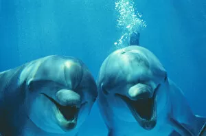 Bottlenose Dolphin - two, smiling