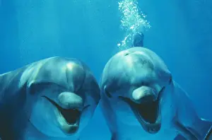 Talking Prints: Bottlenose Dolphin - two, smiling