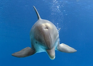 Images Dated 13th October 2005: Bottlenose dolphin - underwater