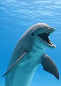 Anthropomorphic Prints: Bottlenose dolphin - underwater