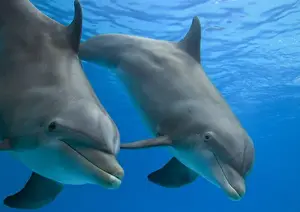 Bottlenose dolphin - underwater