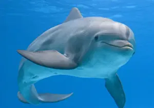 Bottlenose dolphin - underwater