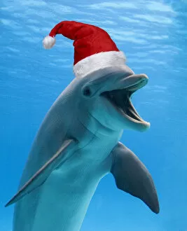 Bottlenose dolphin wearing Christmas hat