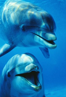 Bottlenose DOLPHIN - x2, head close-up, facing
