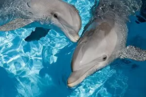 Affection Collection: Bottlenose Dolphins - 2 together