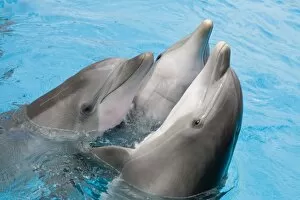 Affection Collection: Bottlenose dolphins - 3 together with noses out of the water