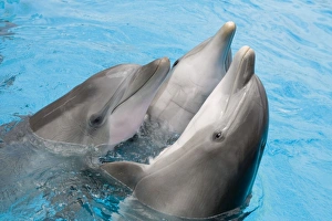 Affection Collection: Bottlenose dolphins - 3 together with noses out of the water