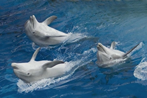 Images Dated 24th August 2006: Bottlenose dolphins - 3 together swimming on back