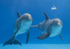 Images Dated 13th October 2005: Bottlenose Dolphins - blowing air bubbles underwater