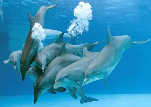 Bottlenose dolphins - blowing air bubbles underwater