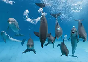 Diving Prints: Bottlenose dolphins - dancing and blowing air underwater