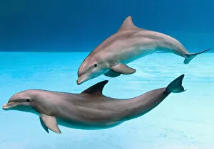 Wildlife Collection: Bottlenose dolphins - dancing underwater