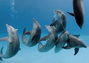 Agility Gallery: Bottlenose dolphins - group playing / dancing underwater