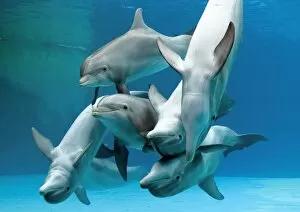 Bottlenose dolphins - group playing underwater