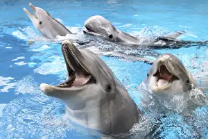 Mixed Prints: Bottlenose Dolphins - with mouths open above surface