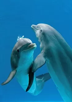 Affection Collection: Bottlenose dolphins - pair dancing underwater