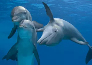 Images Dated 13th October 2005: Bottlenose dolphins - playing underwater