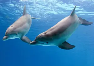 Bottlenose dolphins - underwater