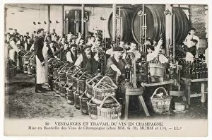 Champagne Collection: Bottling at Mumm s
