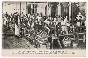 Bottling at Mumm s
