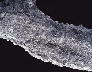 Antimony Gallery: Boulangerite