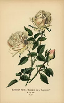 Bourbon Gallery: Bourbon rose, Souvenir de la Malmasion